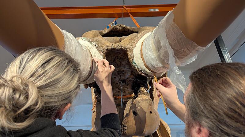 Neue Stoßzähne für das Mastodon im Hessischen Landesmuseum Darmstadt.