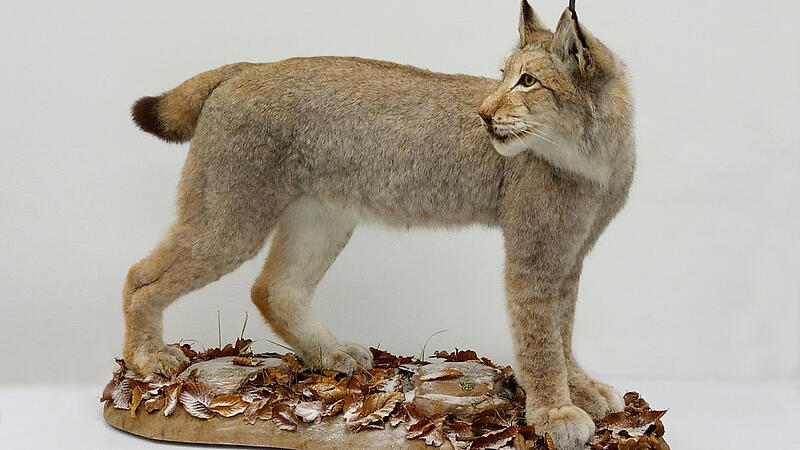 Eurasischer Luchs - Präparation Berend Koch
Foto: Berend Koch
